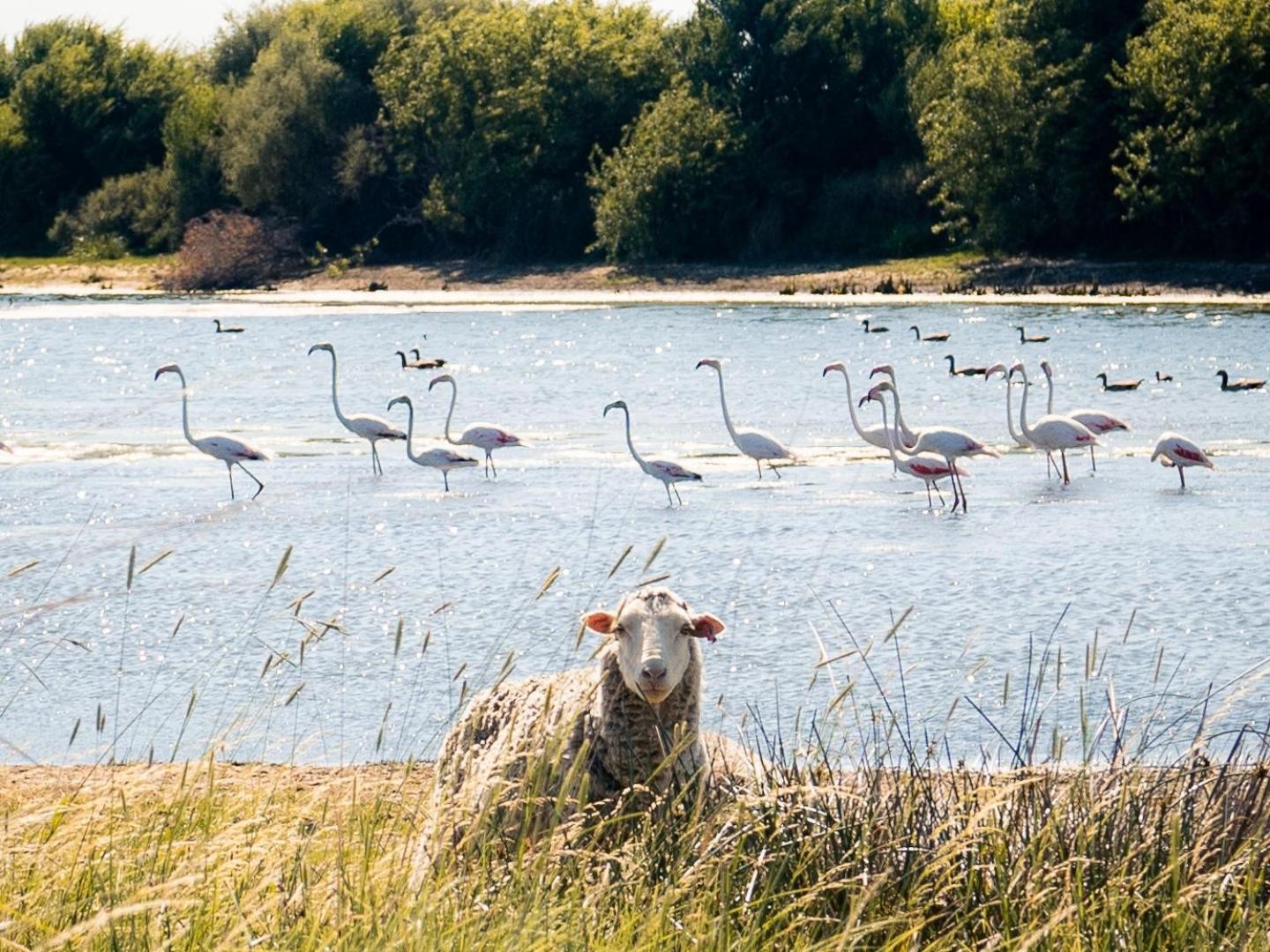 فيلا Garingboom Guest Farm Springfontein المظهر الخارجي الصورة