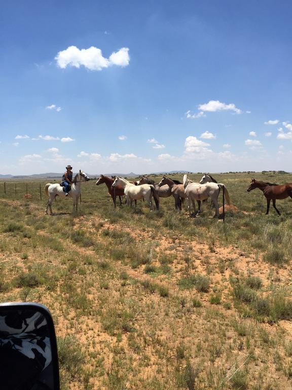 فيلا Garingboom Guest Farm Springfontein المظهر الخارجي الصورة